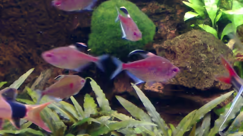 Aquarien mit Hyphessobrycon erythrostigma (Kirschflecksalmler)