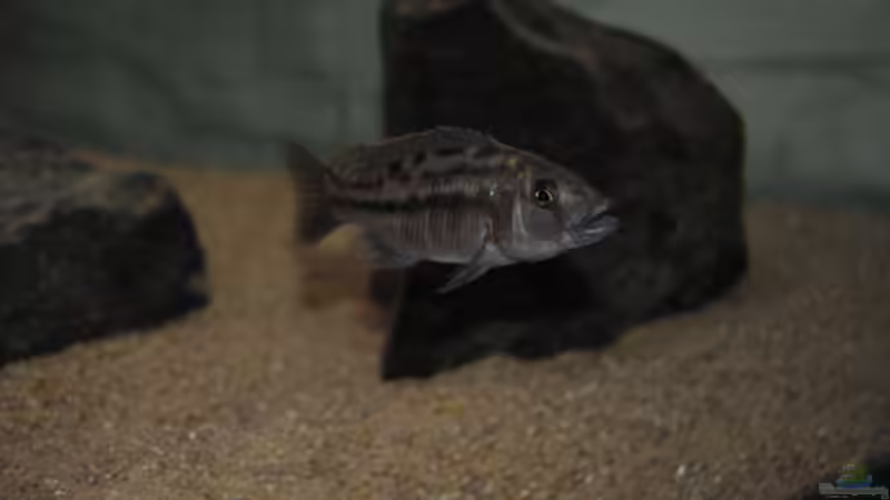 Einrichtungsbeispiele für Tyrannochromis-Arten