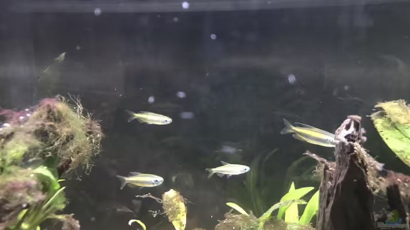 Phenacogrammus aurantiacus im Aquarium halten (Einrichtungsbeispiele für Goldener Kongosalmler)