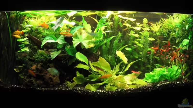 06.09.2009 Frontansicht 06.09.2009 Frontansicht