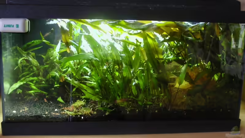 08.08.2009 08.08.2009