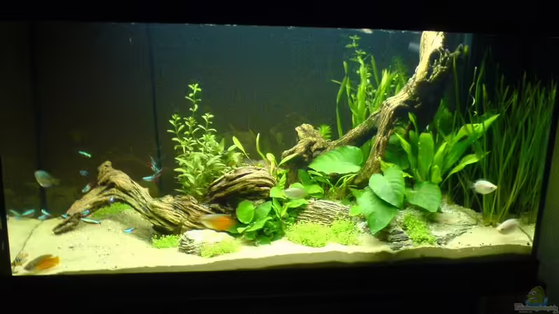 1 Woche nach neu-einrichtung 1 Woche nach neu-einrichtung