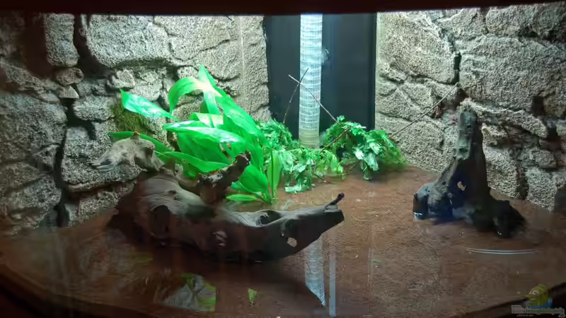 Fiederspaltiger Wasserfreund im Aquarium pflegen (Einrichtungsbeispiele für Hygrophila pinnatifida)