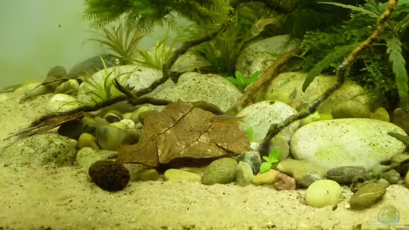 10 Punkte, wenn du dein Aquarium mit Naturprodukten einrichten willst