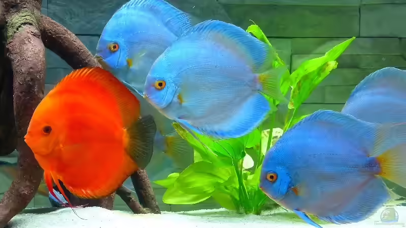 11 große Stendker Diskusfische im 450 Liter Becken 11 große Stendker Diskusfische im 450 Liter Becken