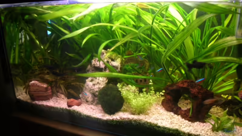 112 L Gesellschaftsbecken 112 L Gesellschaftsbecken