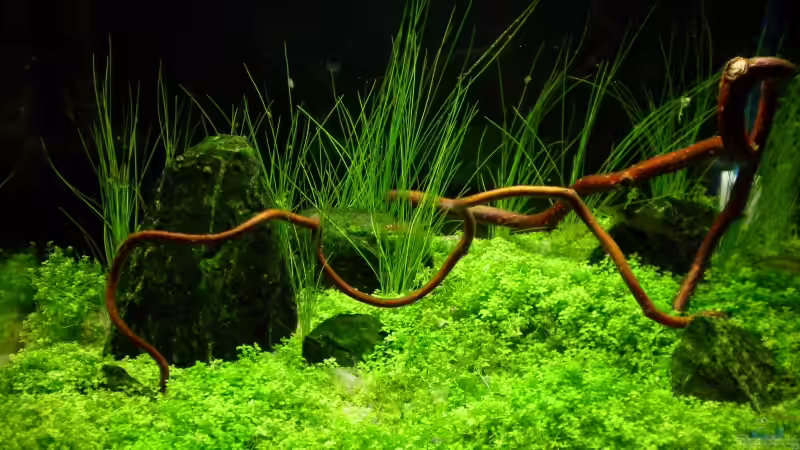 12l Pfütze 12l Pfütze