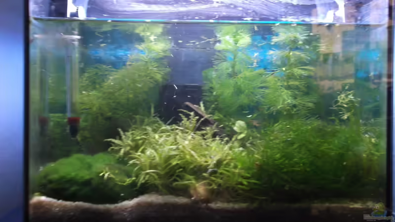 12l Zwergenwald 12l Zwergenwald