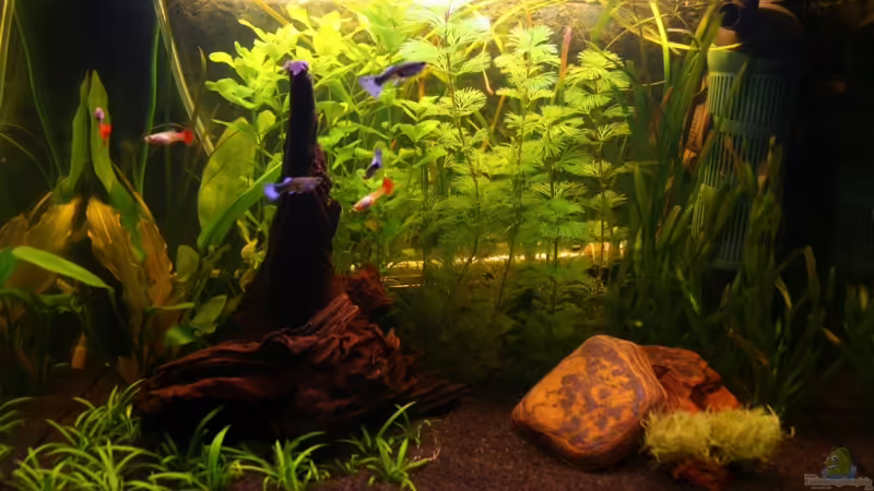 13. Januar 2009 13. Januar 2009