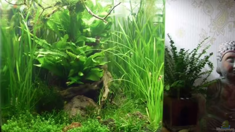 13.7.2010 Buddhas Garten 13.7.2010 Buddhas Garten