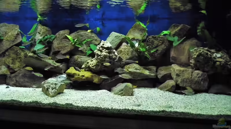 1300l Tanganjika 1300l Tanganjika