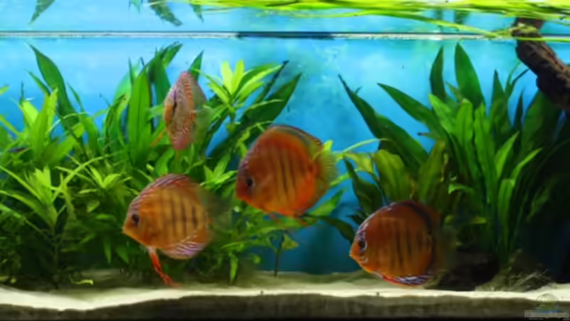 14.08.2011 14.08.2011