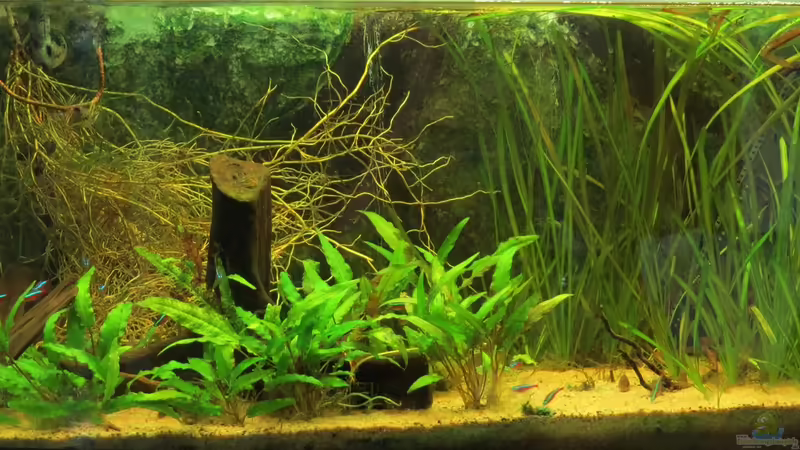 15.03.2016, nach Blaualgenplage, neu eingerichtet 15.03.2016, nach Blaualgenplage, neu eingerichtet