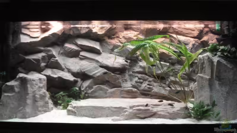 150x50x60 TanganjikaBecken 150x50x60 TanganjikaBecken