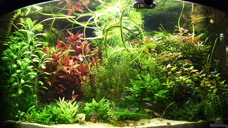 16-02-2009 16-02-2009