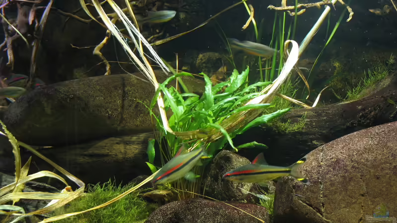 Devario aequipinnatus im Aquarium halten (Einrichtungsbeispiele für Malabarbärblinge)