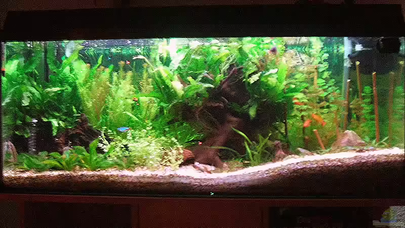 160 ´er Gesellschaftsaquarium 160 ´er Gesellschaftsaquarium