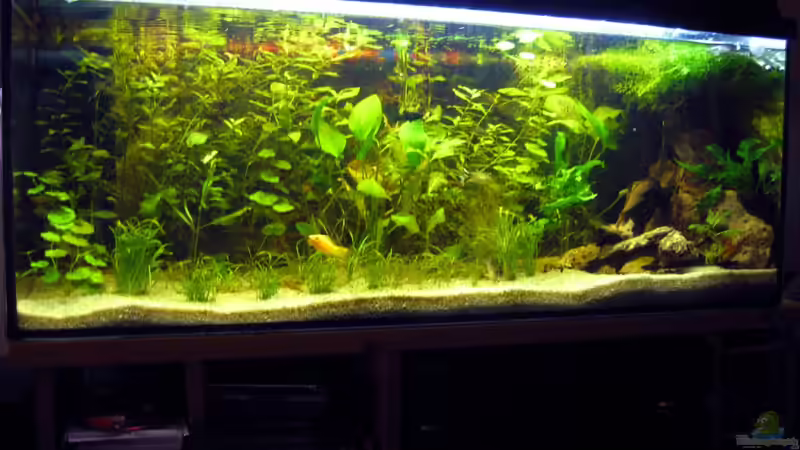 160 Liter Aquarium Typ Amazonas 160 Liter Aquarium Typ Amazonas