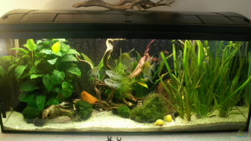 160l Gesellschaftsbecken 160l Gesellschaftsbecken