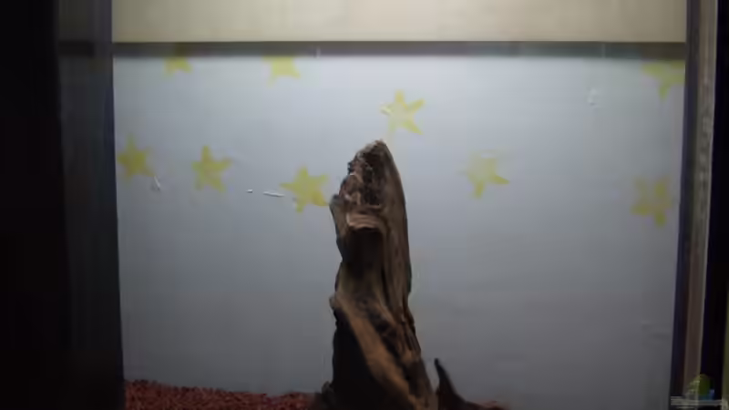 165 Liter Becken der Anfang 165 Liter Becken der Anfang