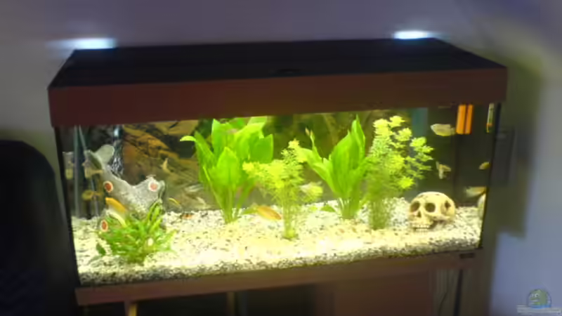 180 L. Gesellschaftsbecken von Jörg Stegink 180 L. Gesellschaftsbecken von Jörg Stegink