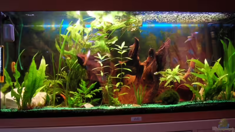 180 liter jumel gemeinschaftsbecken 180 liter jumel gemeinschaftsbecken