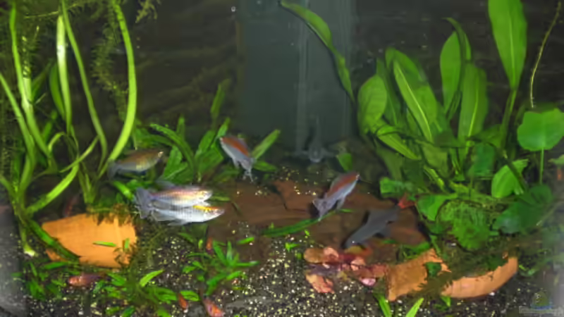 190 Liter Gesellschaftsbecken 190 Liter Gesellschaftsbecken