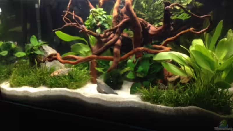 1ster Versuch eines Aquascape 1ster Versuch eines Aquascape