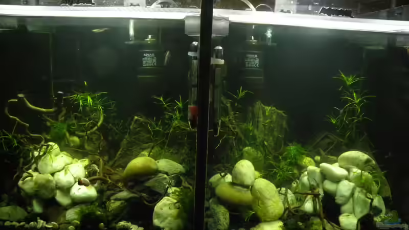 2 x Krebs allein zuhaus 2 x Krebs allein zuhaus