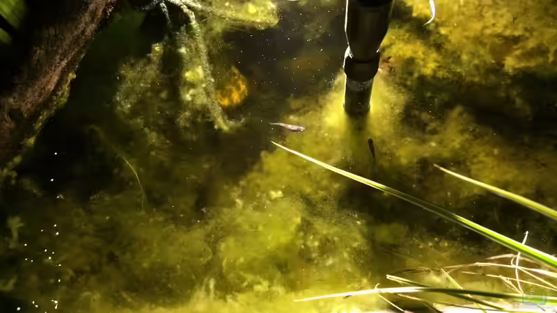 Oryzias latipes halten (Einrichtungsbeispiele für Medaka)