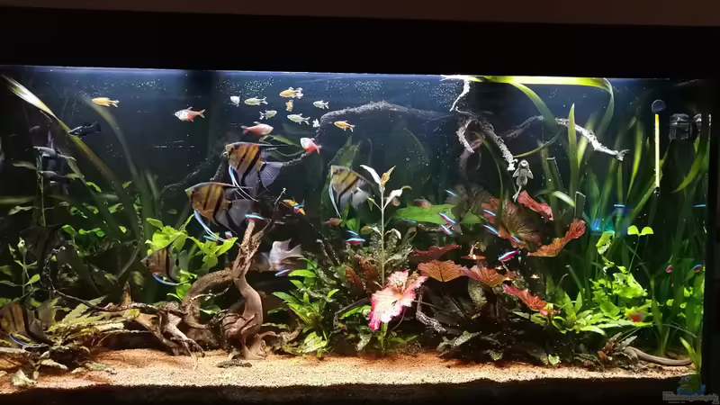 Aquarien mit Hemichromis guttatus (Roter Buntbarsch)