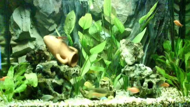 200 Liter Malawi-Tanganjiaka Becken 200 Liter Malawi-Tanganjiaka Becken