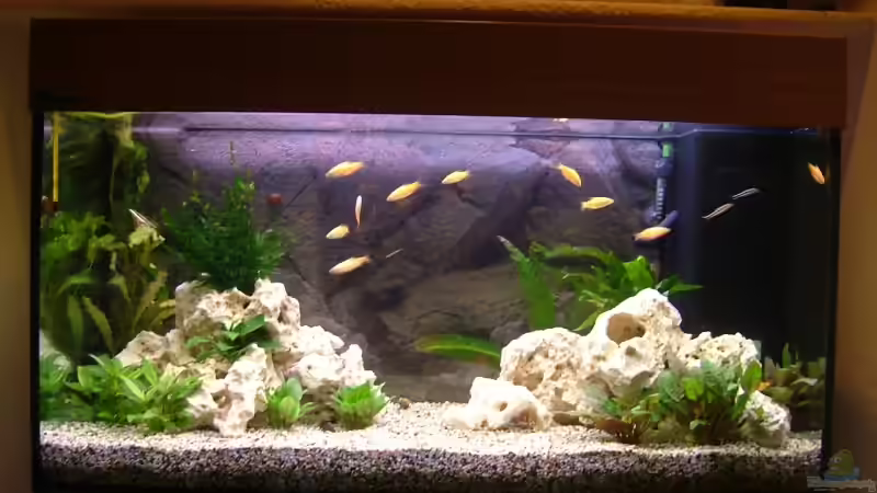 200l. Gesellschaftsbecken 200l. Gesellschaftsbecken