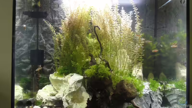 2015-08-25 Aktuelles Bild von vorn. Die hintere Terrassenebene wurde inzwischen durch gro??e Steine ersetzt, weil sie sich leider nach 2 Monaten gelöst hat. 2015-08-25 Aktuelles Bild von vorn. Die hintere Terrassenebene wurde inzwischen durch gro??e Steine ersetzt, weil sie sich leider nach 2 Monaten gelöst hat.