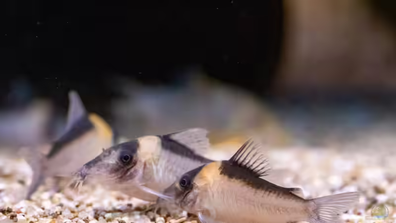 Corydoras imitator im Aquarium halten (Einrichtungsbeispiele für Imitator-Panzerwels)