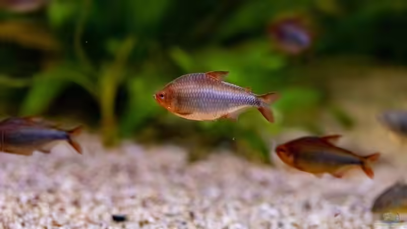 Hyphessobrycon wadai im Aquarium (Einrichtungsbeispiele für Brombeer Salmler)