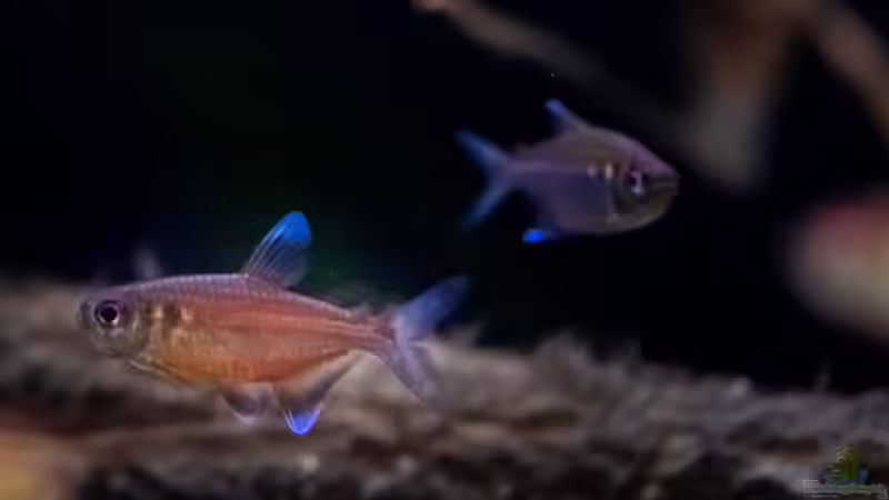 Hemigrammus coeruleus im Aquarium halten (Einrichtungsbeispiele für Roter Chamäleonsalmler)