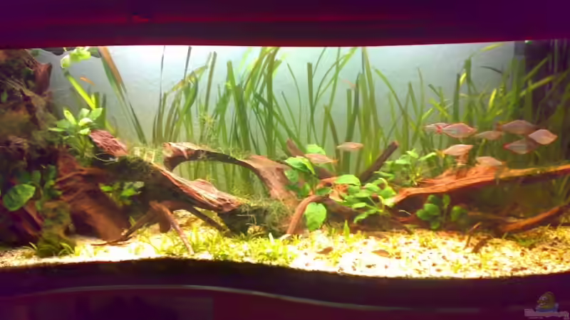 24.3.2007 mit Neuen Wurzeln 24.3.2007 mit Neuen Wurzeln