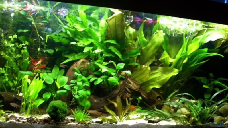 240 L Becken 240 L Becken