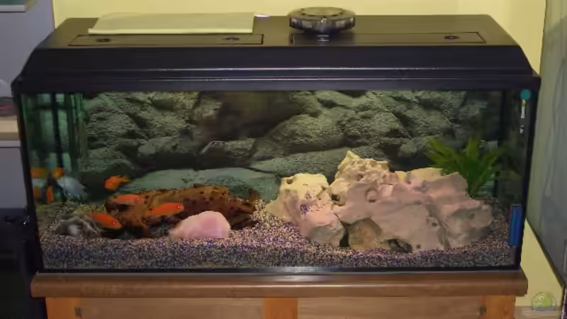 240 Lieter becken mit Abdeckung und eigenbau Unterschrank 240 Lieter becken mit Abdeckung und eigenbau Unterschrank