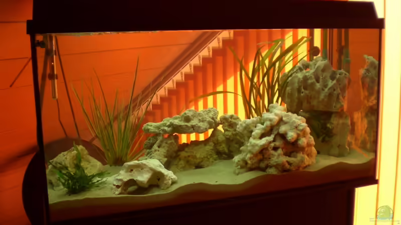 240 Liter Malawi-Becken 240 Liter Malawi-Becken