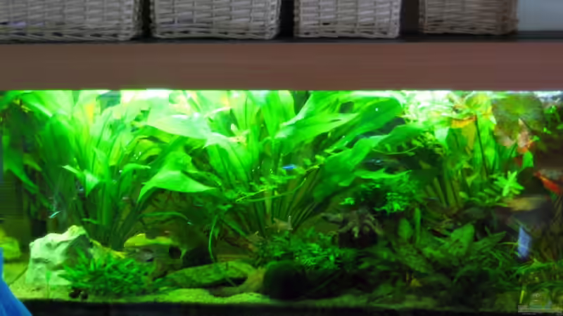 240 Liter Südamerika Gesellschaftsaquarium 240 Liter Südamerika Gesellschaftsaquarium