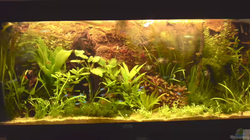 240l Juwel 240l Juwel