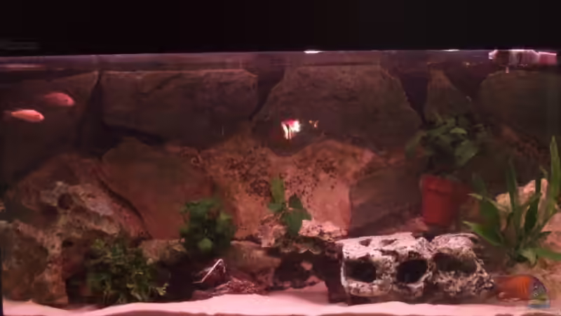 240l Malawi-Becken 240l Malawi-Becken