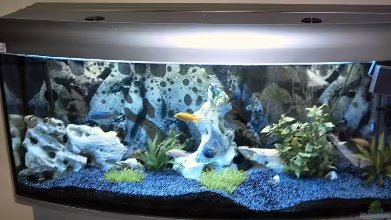 240l Malawisee becken 240l Malawisee becken