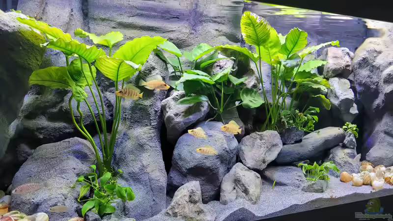 240l Tanganjikasee 240l Tanganjikasee