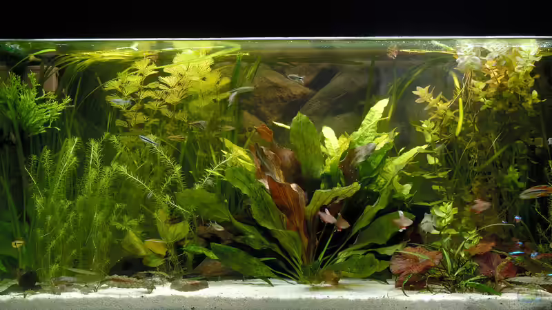 250 - Liter - Becken am 31.03.2006 250 - Liter - Becken am 31.03.2006