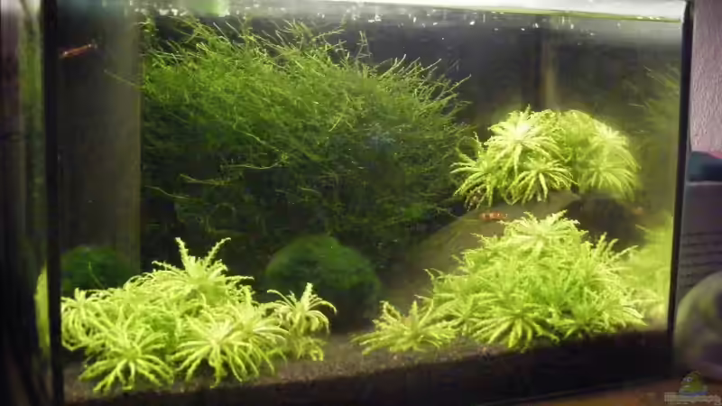 25l becken Gesamtansicht 25l becken Gesamtansicht