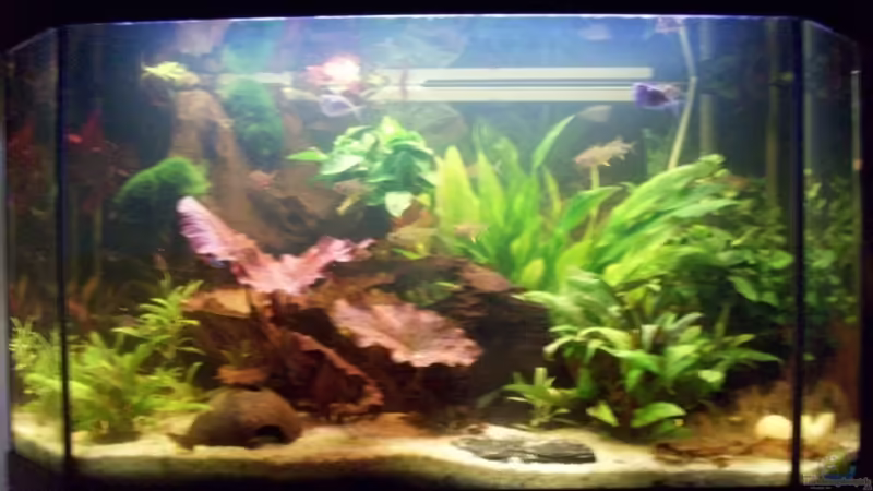 29.07.09 jetzt mit gro??er Wurzel 29.07.09 jetzt mit gro??er Wurzel