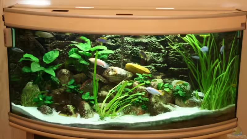 297 Liter Malawi 297 Liter Malawi